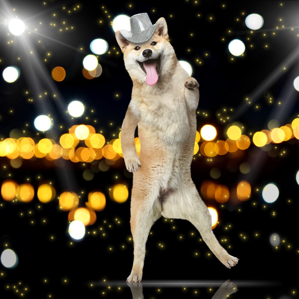 Dog dancing to get up outlet