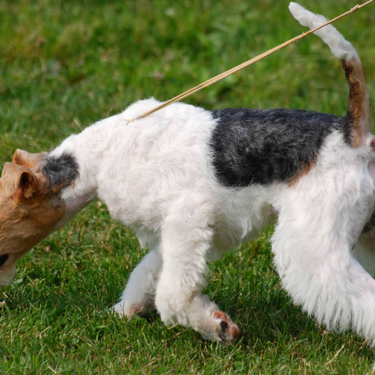 Wire fox terrier grooming guide sale