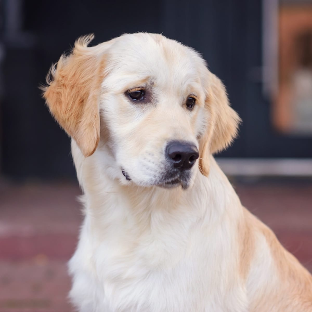 Lost Dog in Georgia Returns Home with the Sweetest Surprise