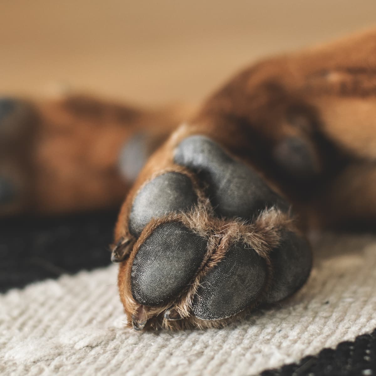 How Do You Treat a Spider Bite on a Dog PetHelpful