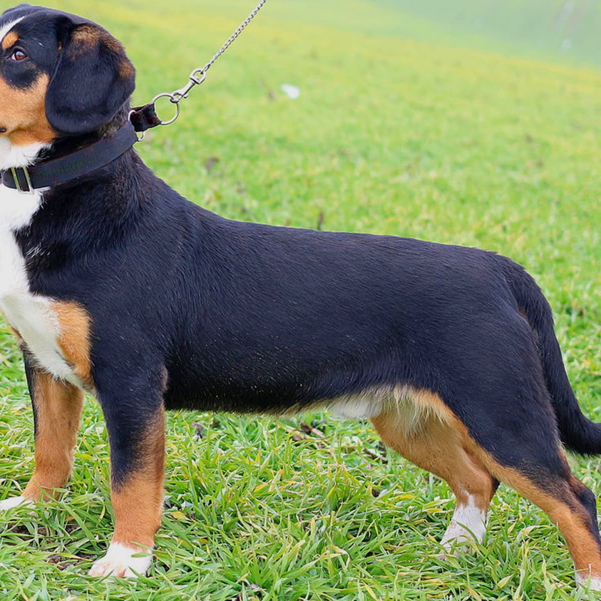 Small mountain dog breeds top