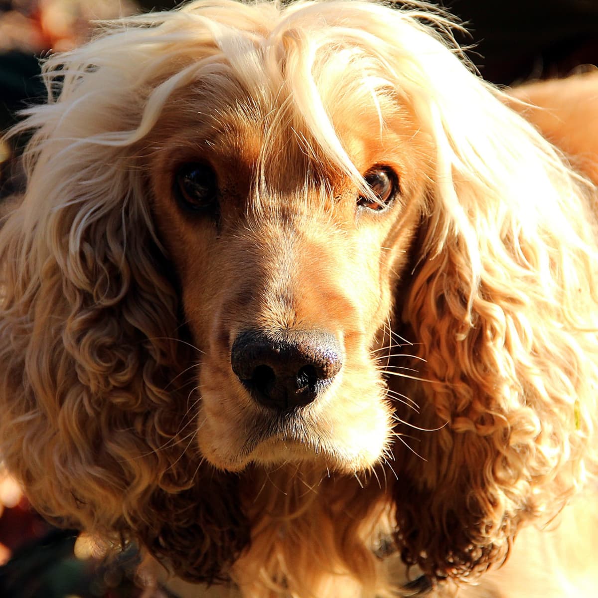 Why Is Frontline Not Killing the Fleas on My Dog PetHelpful