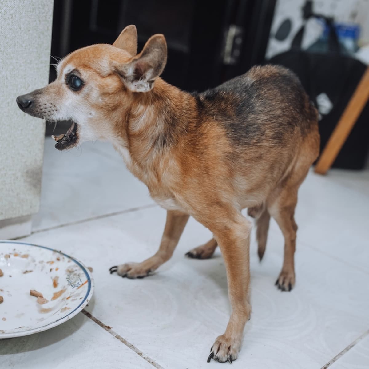 Senior best sale chihuahua food