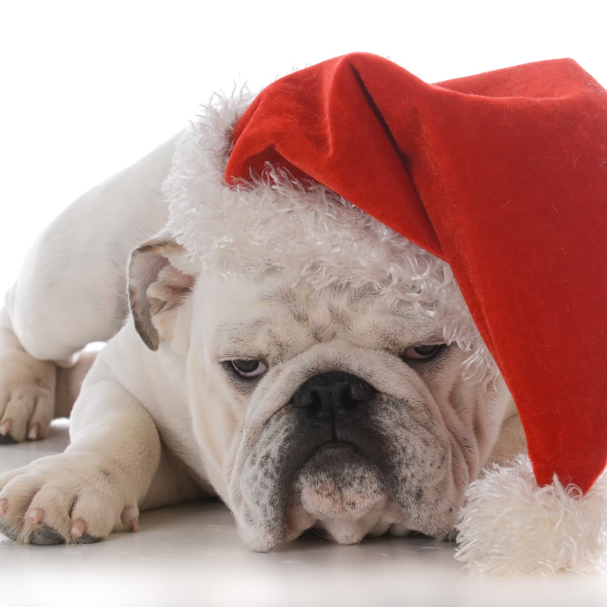 English bulldog deals dressed up