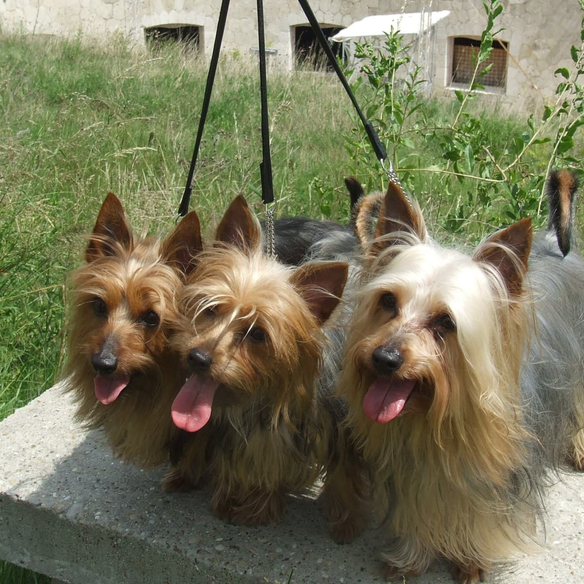Toy silky terrier hot sale