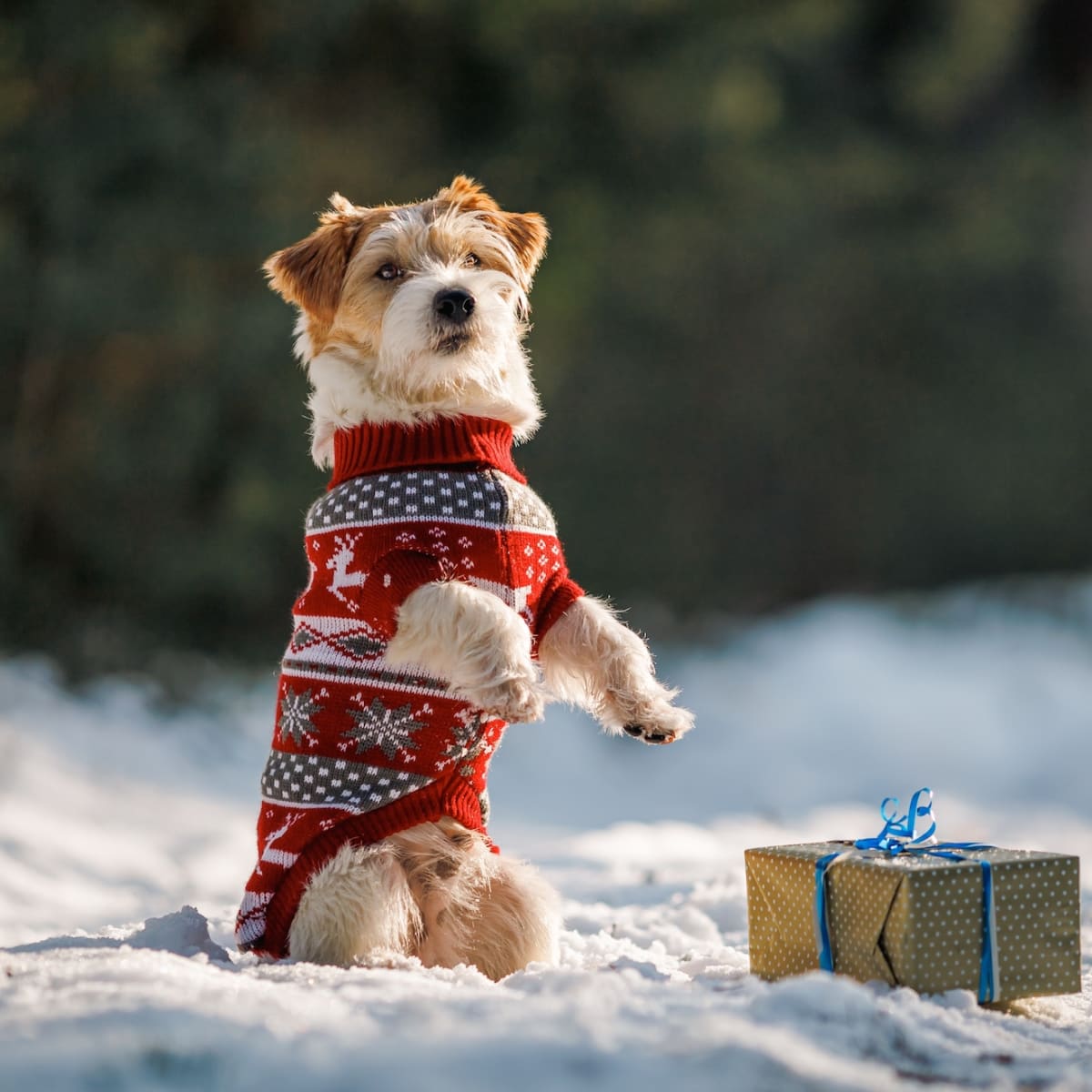 Pet sweaters deals for dogs