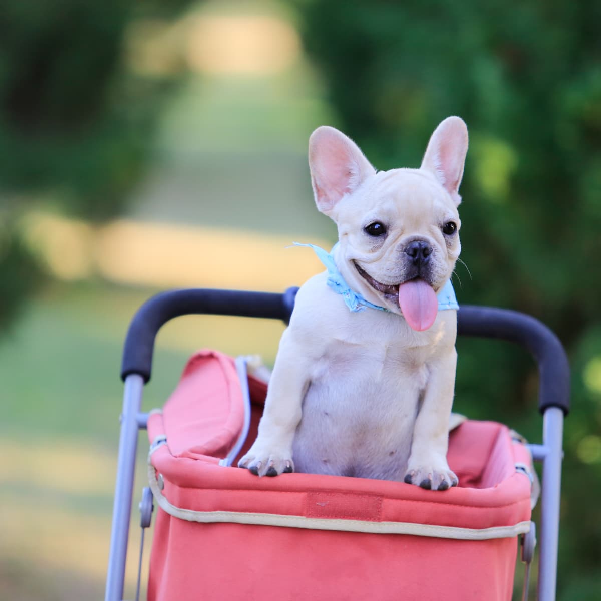 French bulldog in stroller online