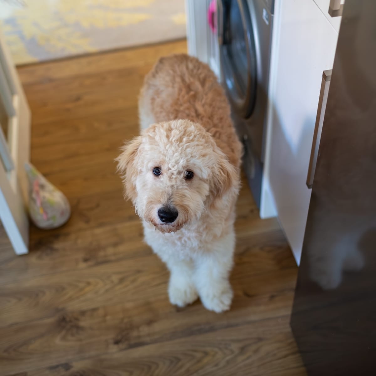 Goldendoodle ranch deals