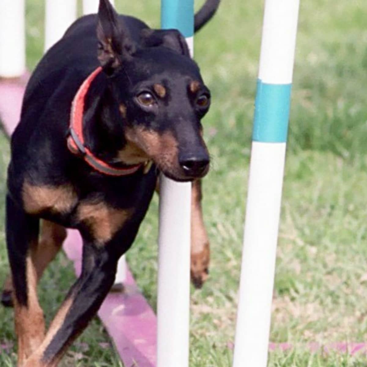 Toy Manchester Terrier The Smaller Equally Energetic Terrier Breed PetHelpful
