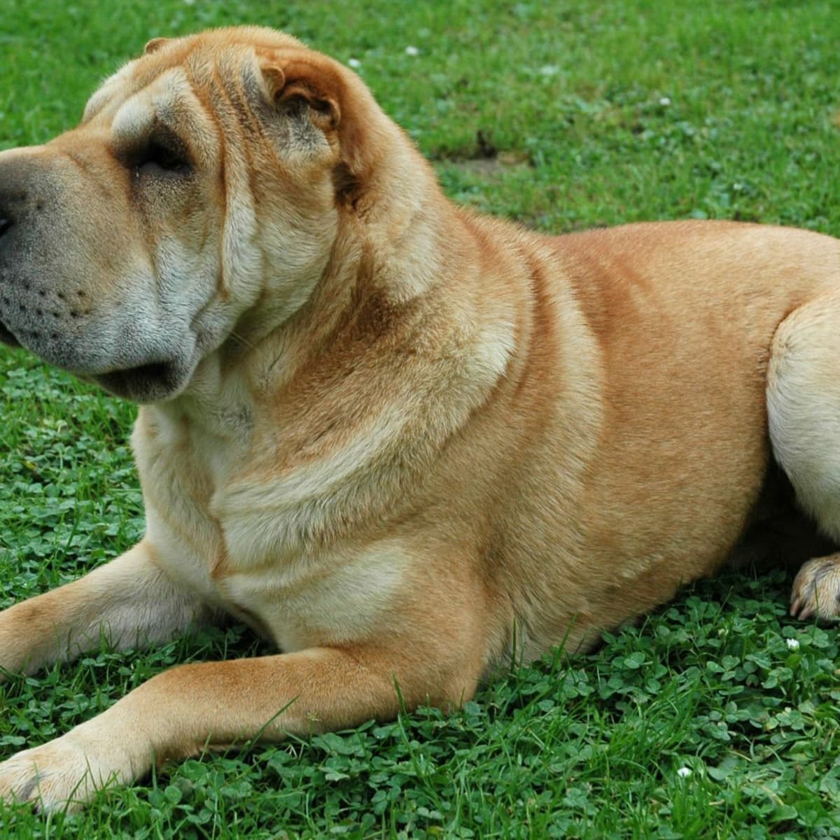 Shar pei x chow chow cheap