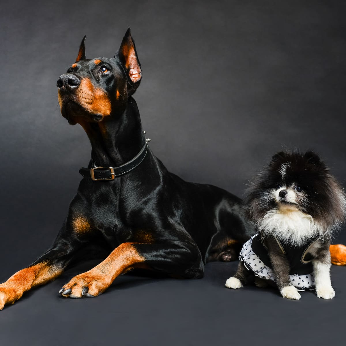 Big dogs that get along with little dogs shop