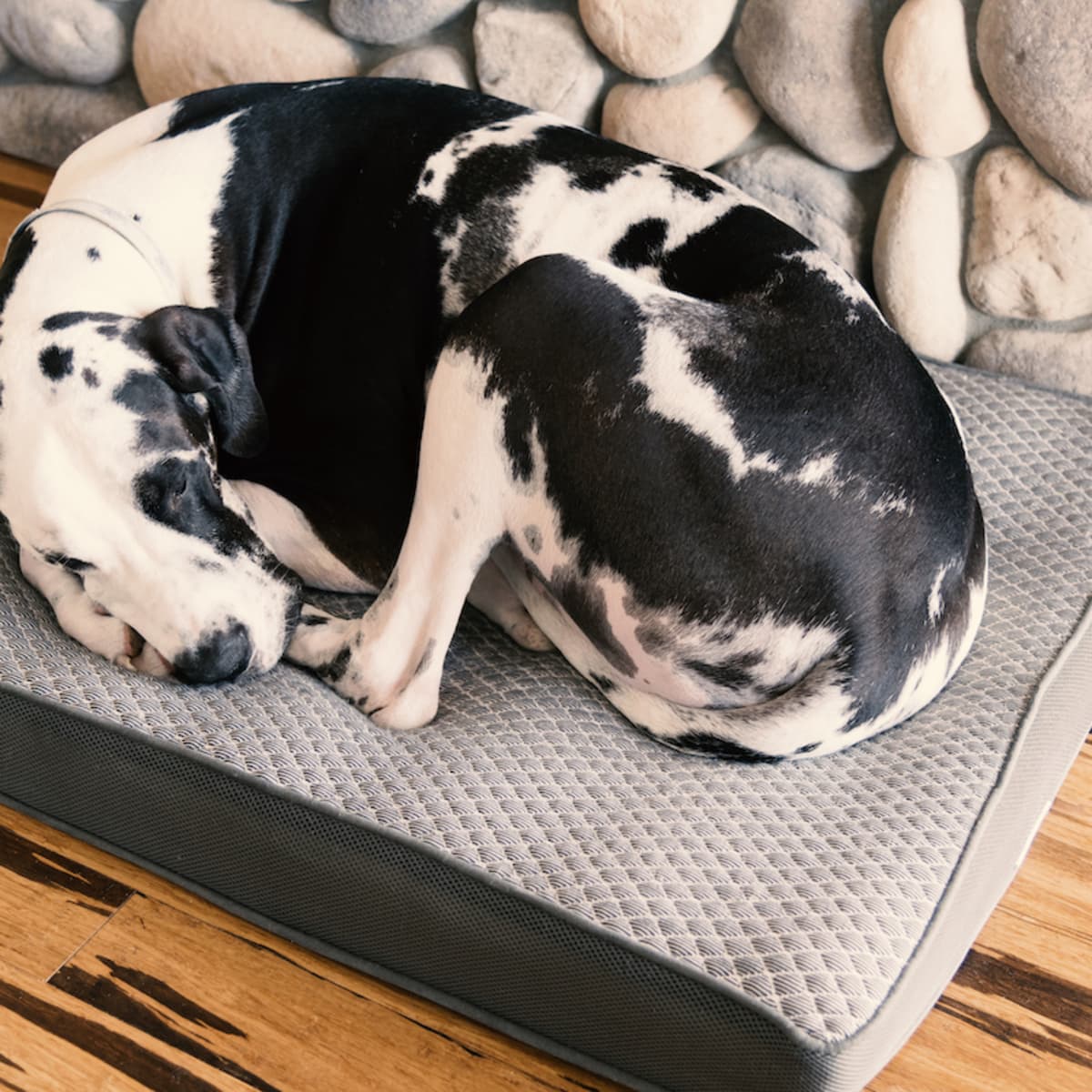 Great dane in bed cheap