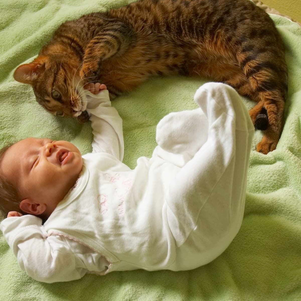 Family Cat Desperate to Pet Newborn Baby Through Crib Bars Is So Heartwarming PetHelpful