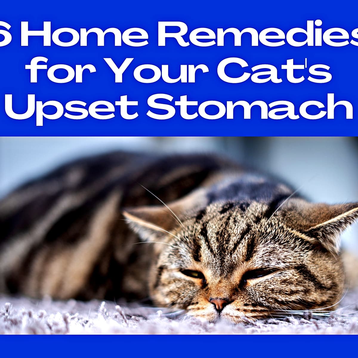 What to give cats for upset stomach best sale