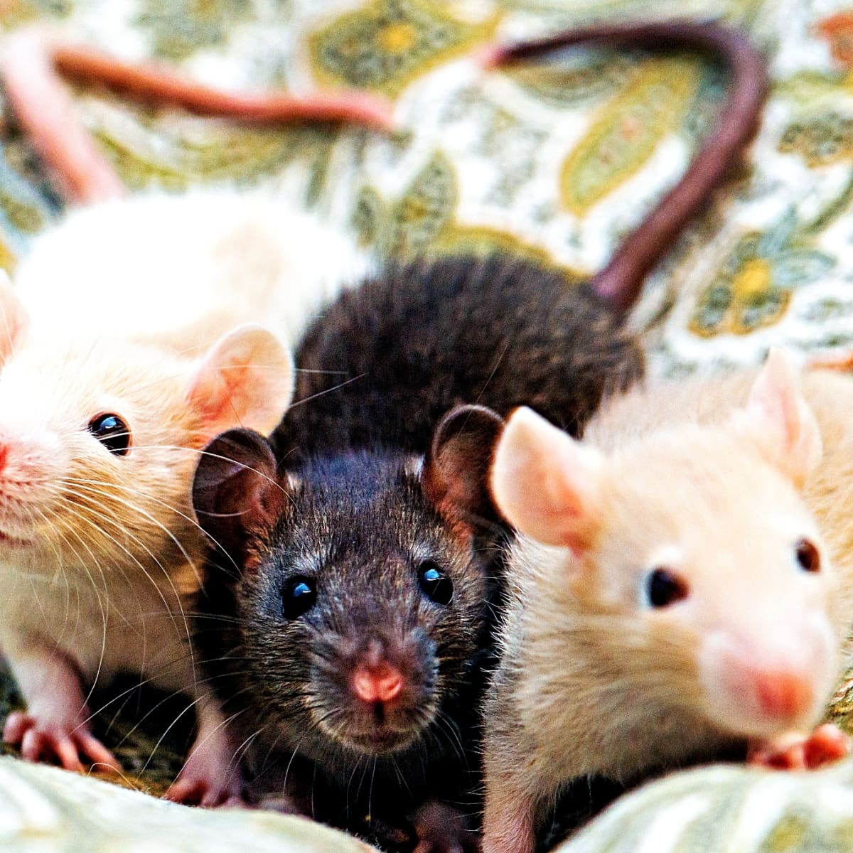 How to Care for Baby Mice Found in the Wild PetHelpful