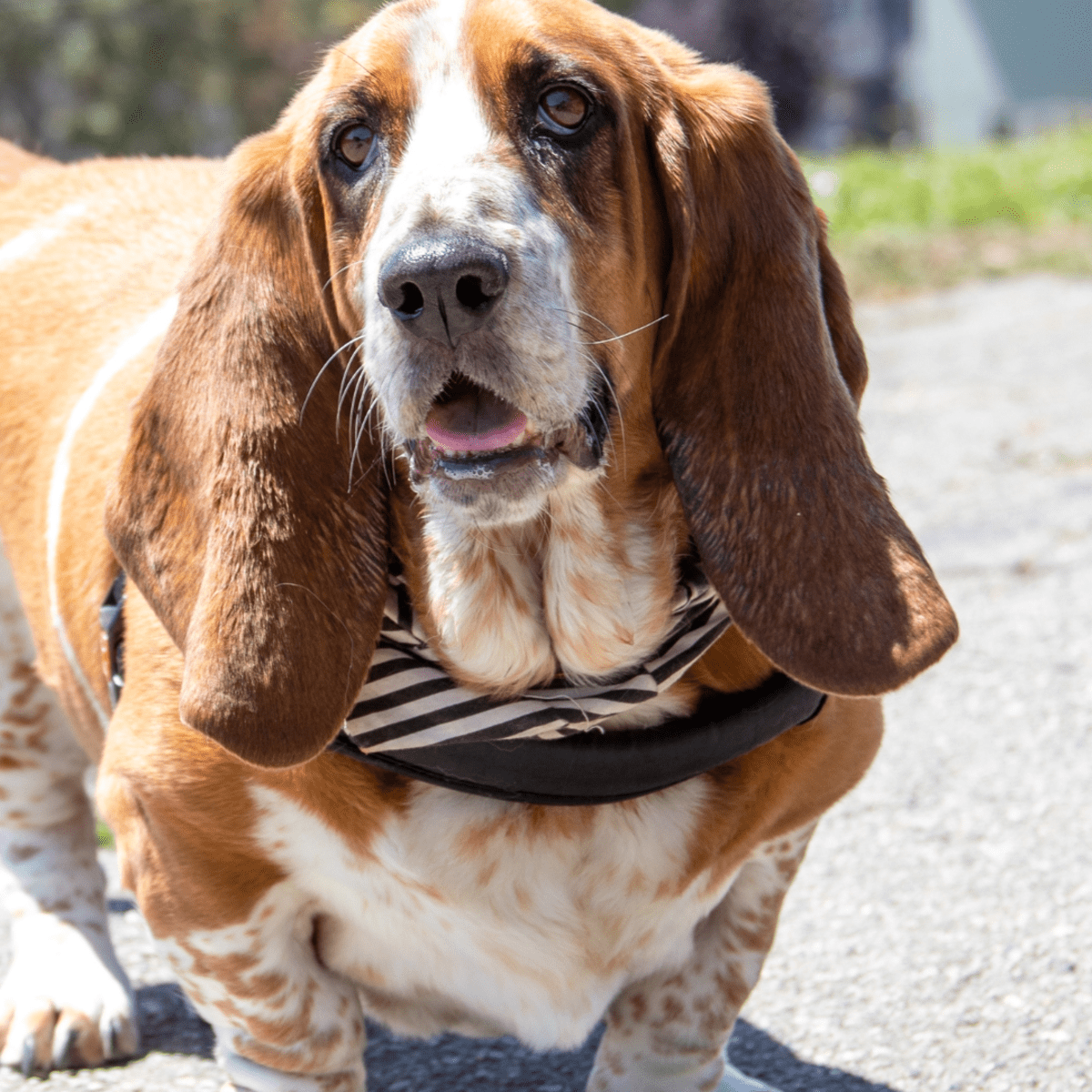 World's oldest basset hound sales