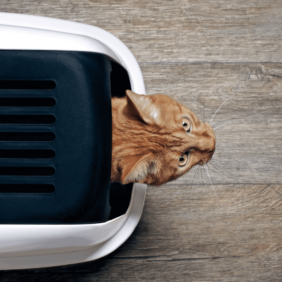 Dangerous Self Cleaning Litter Boxes Are Reportedly Claiming Cats Lives PetHelpful News