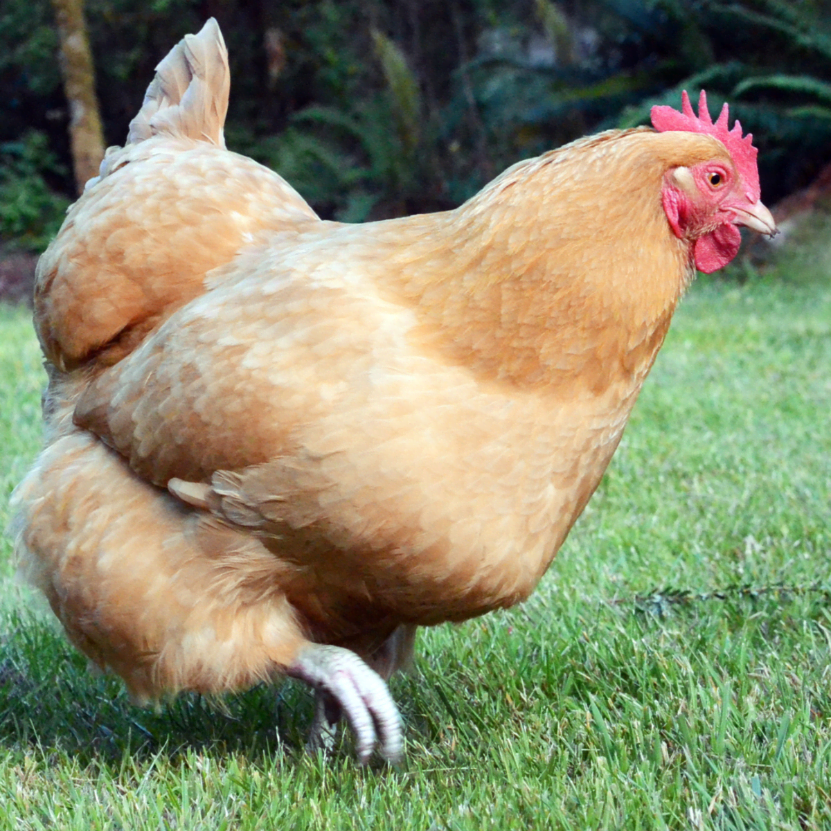 Chicken funny videos best sale