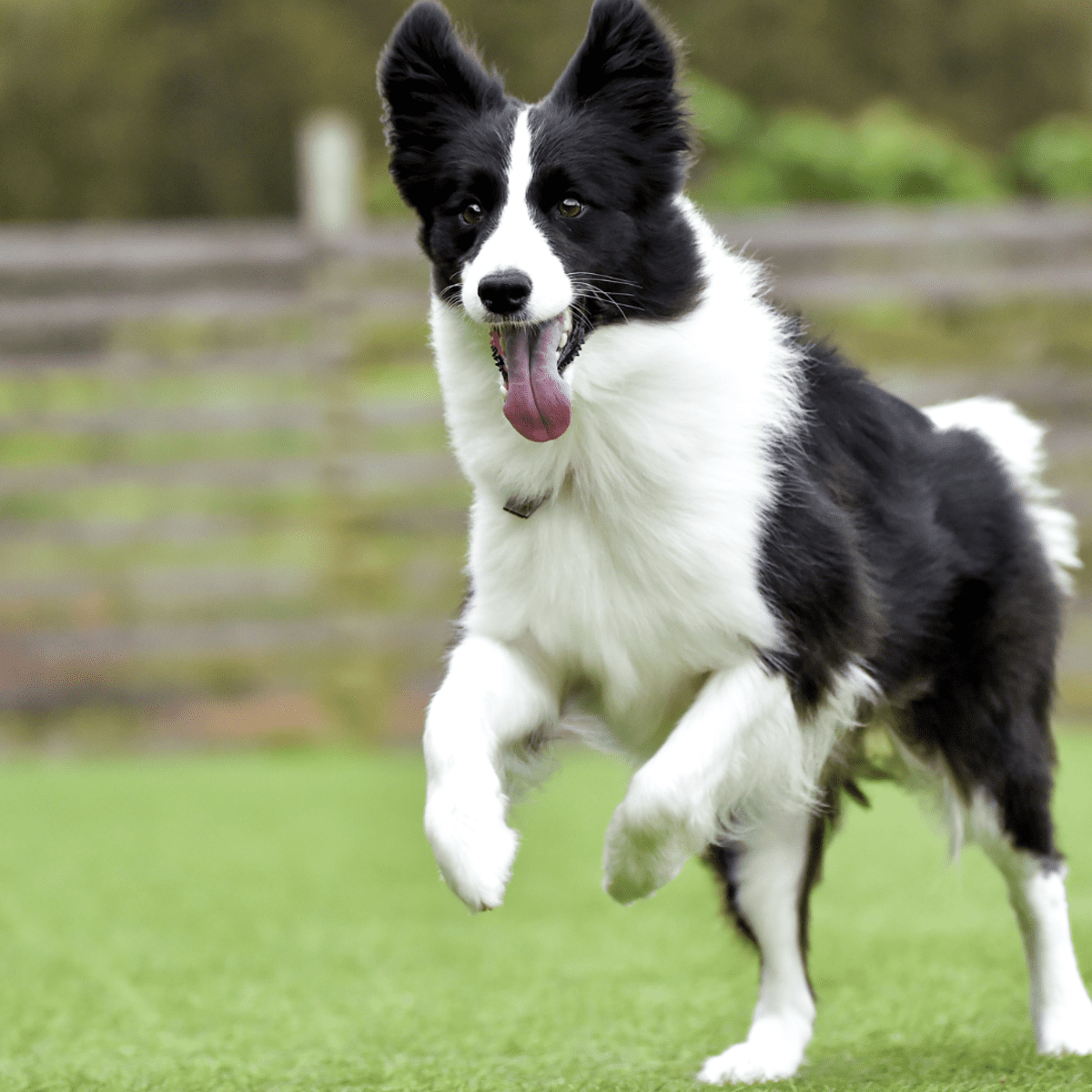 Border collie best sale dancing