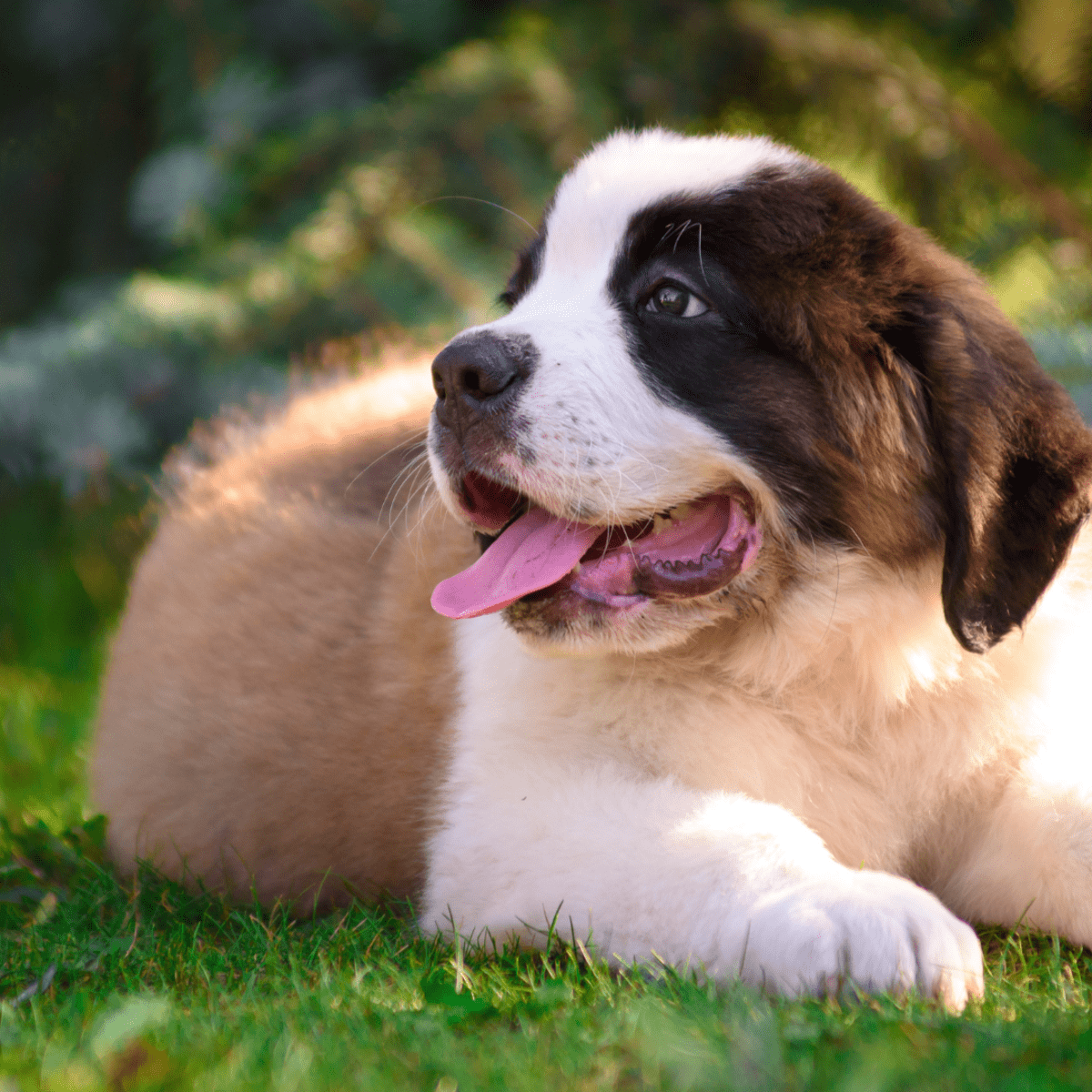 Baby saint bernard puppies sales