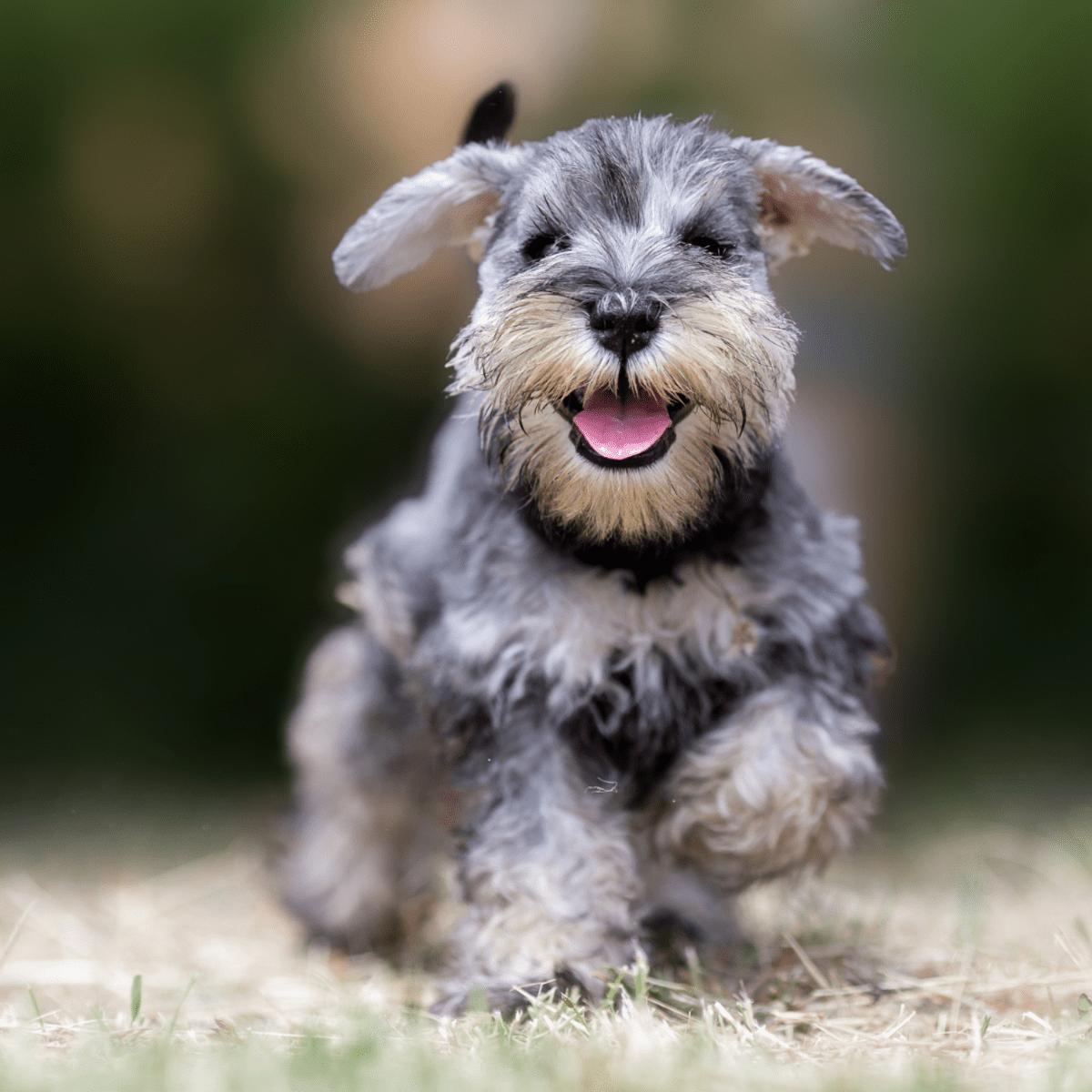 Mini Schnauzer s Dad Teaches Him On Your Mark Get Set Go and It s Too Cute PetHelpful