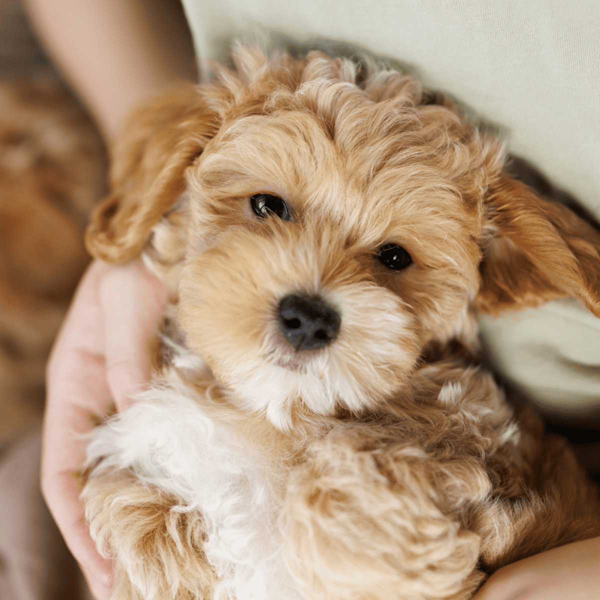 Funny maltipoo videos best sale