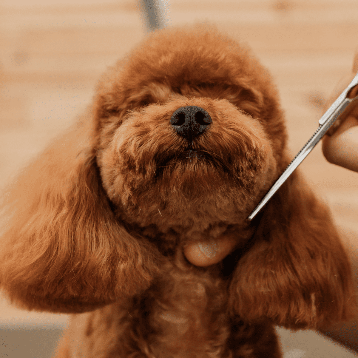Square toy poodle outlet
