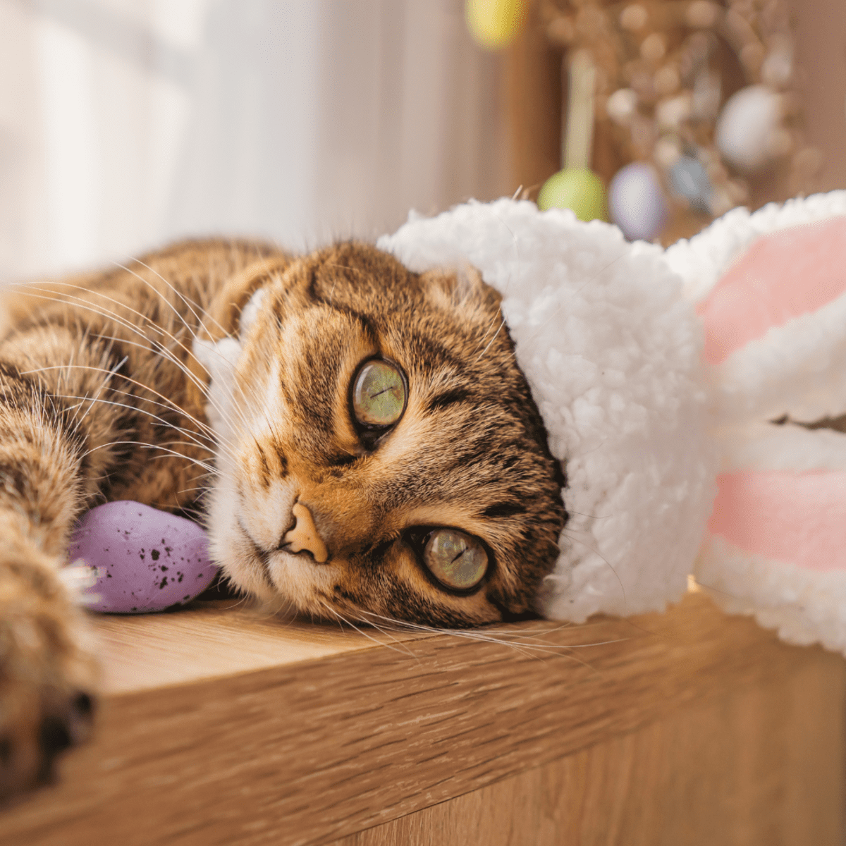 Cat easter hot sale bunny costume