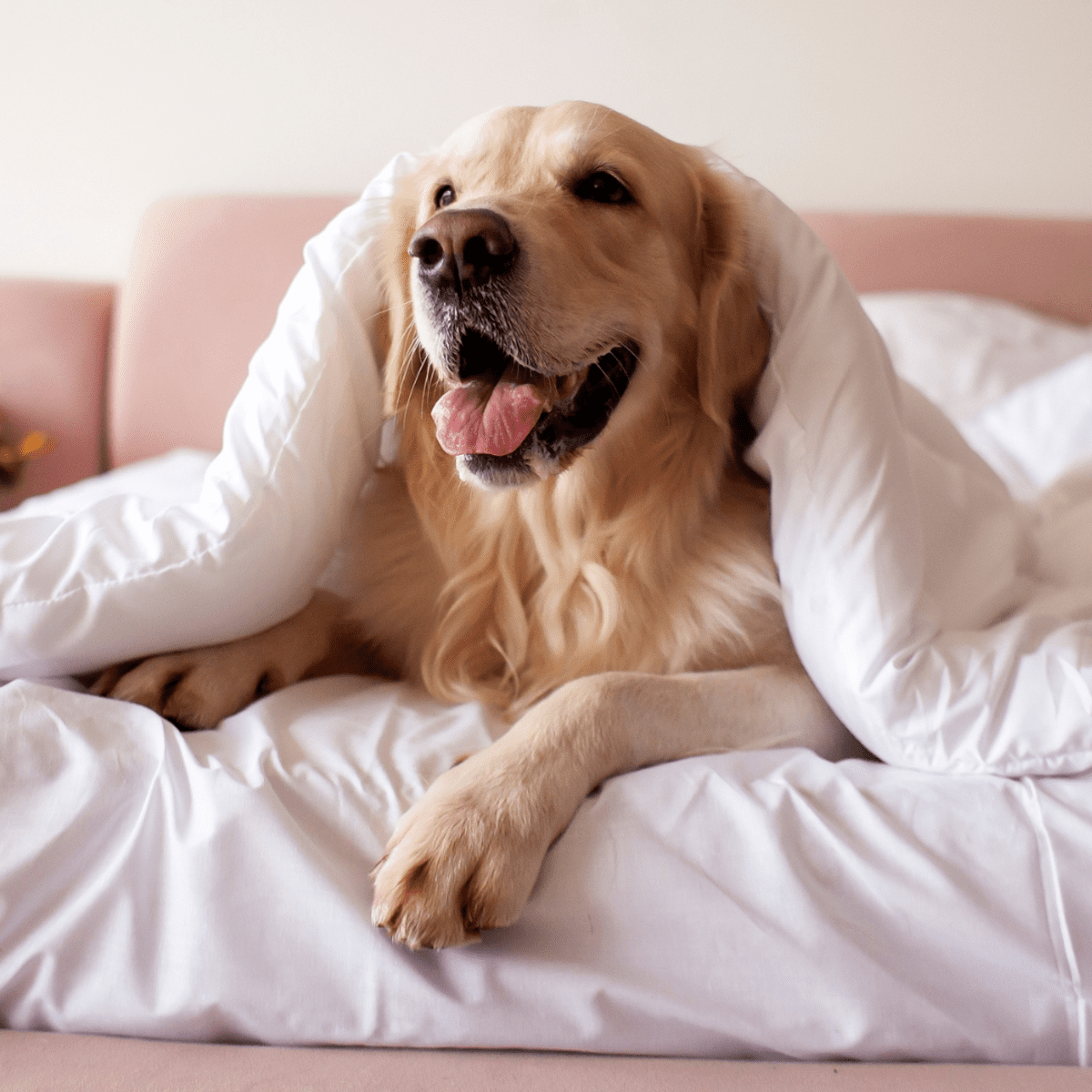 Retriever pet bed outlet