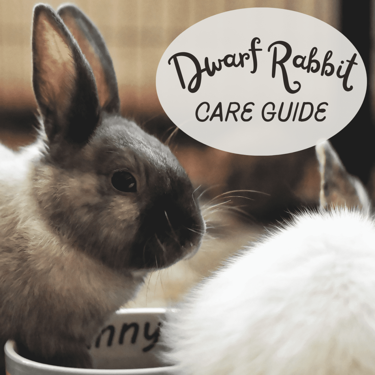 Kaytee complete dwarf rabbit kit best sale