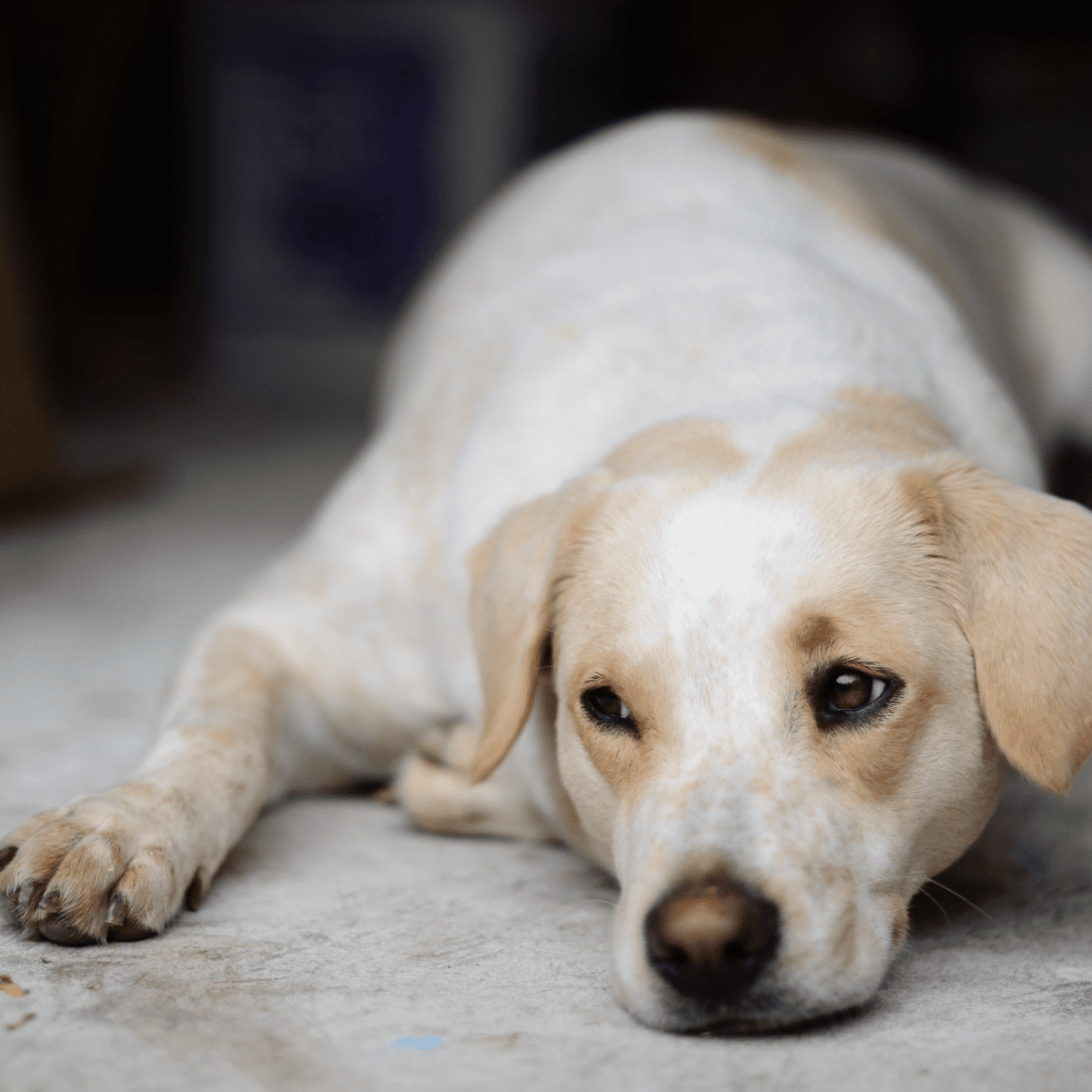 Bacterial infection in dogs home remedies best sale