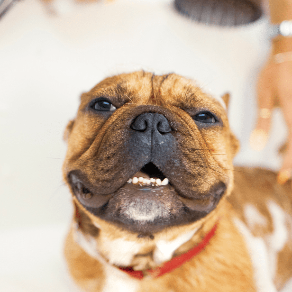 Seborrhea in dogs treatment 2025