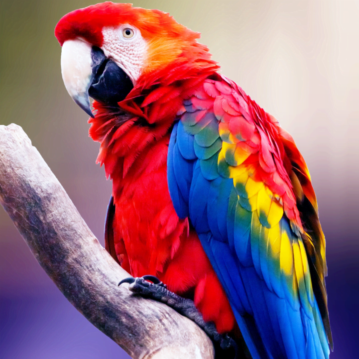 How to Maintain Your Parrot s Nails Dremel vs. Nail Clipper PetHelpful