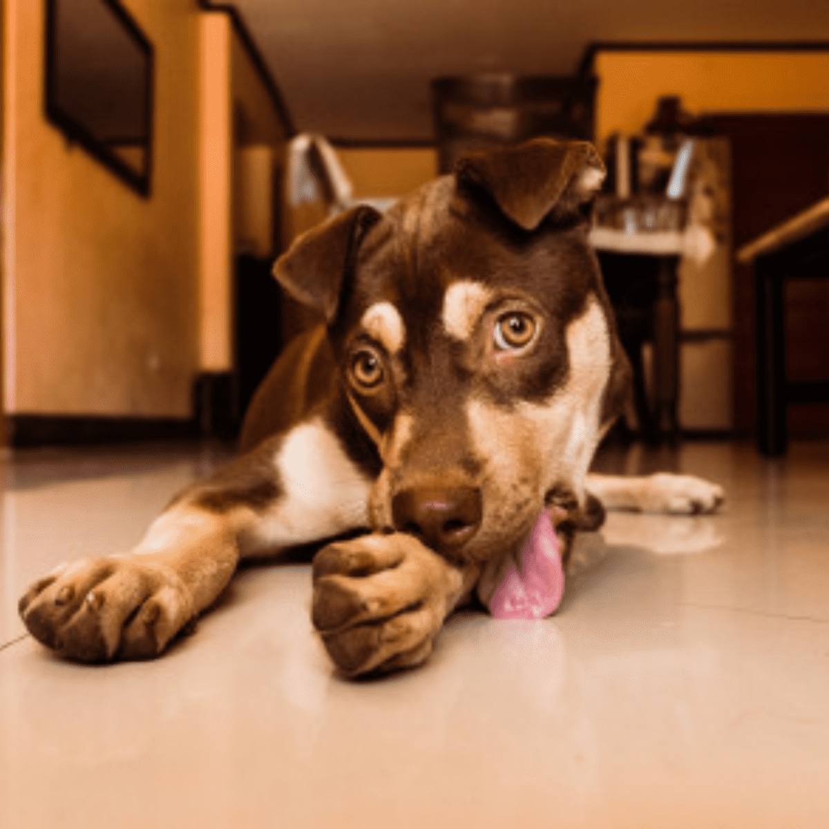 12 Reasons Why Dogs Lick Their Paws Constantly Obsessively PetHelpful