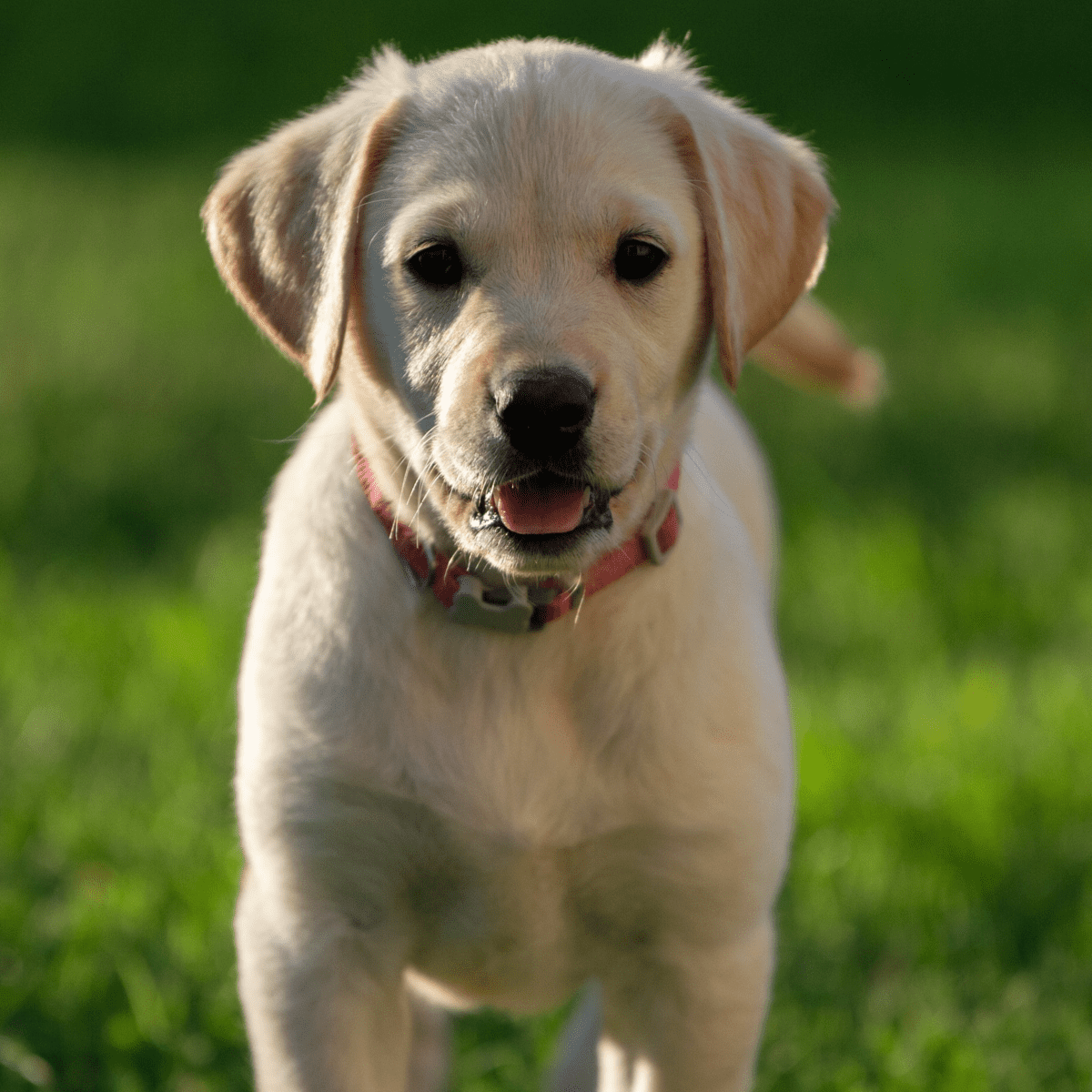 Is pedigree good for golden retrievers best sale