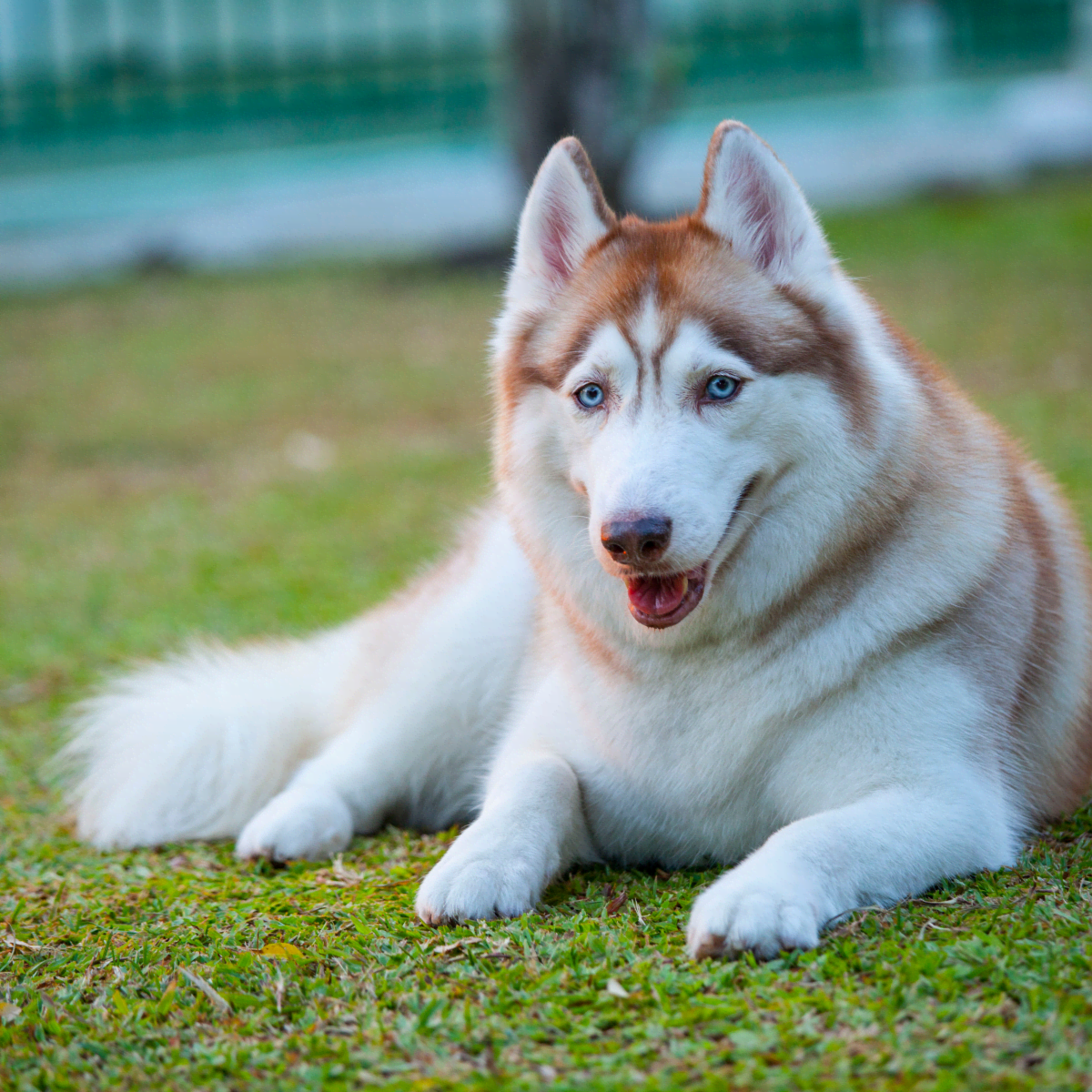 Husky red coat hot sale
