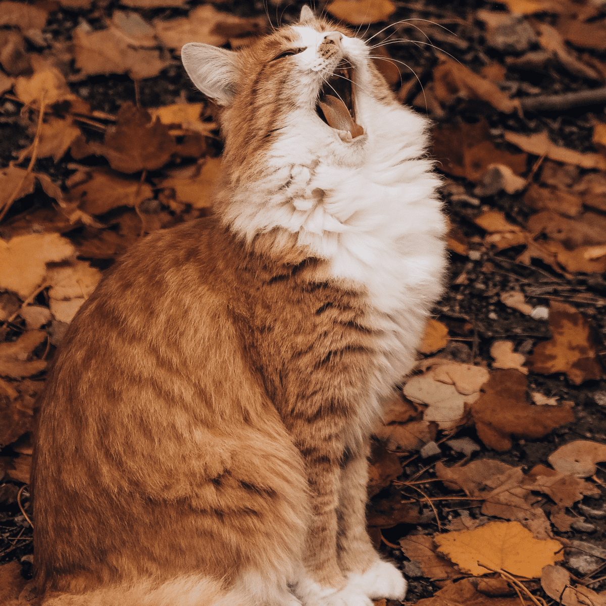 Cat Litter Reviews Brand Reviews and the Best Clumping Litter PetHelpful