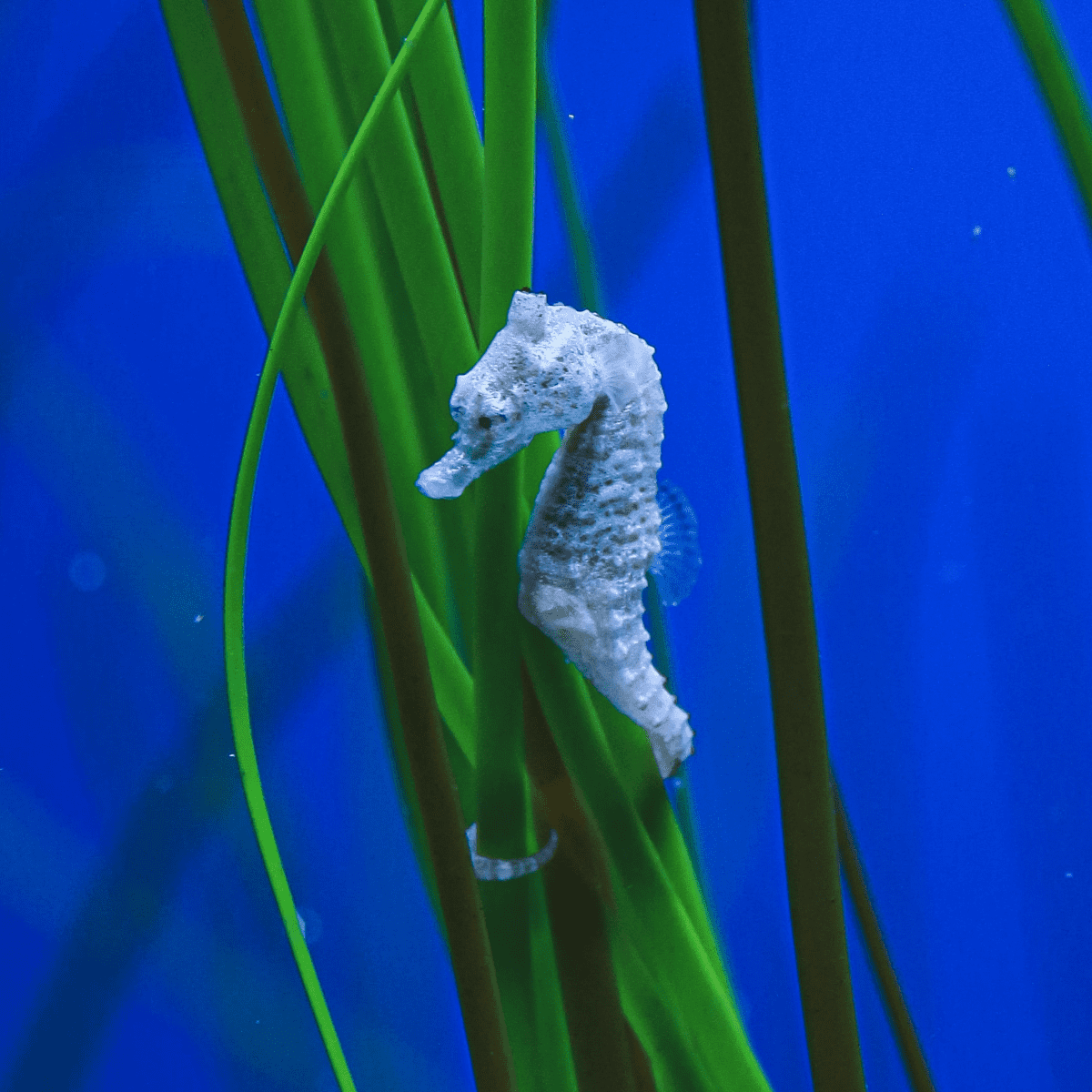 Seahorse for sale petsmart hot sale
