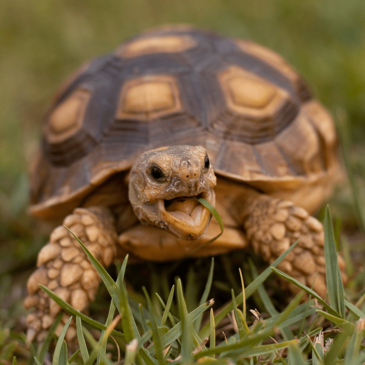 Tortoise pet shops near me cheap
