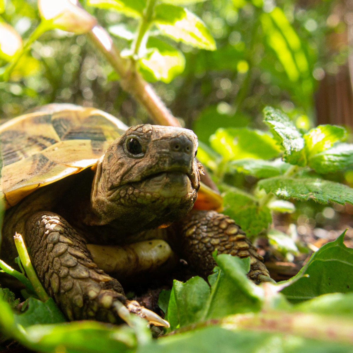 Sand for tortoise bedding outlet