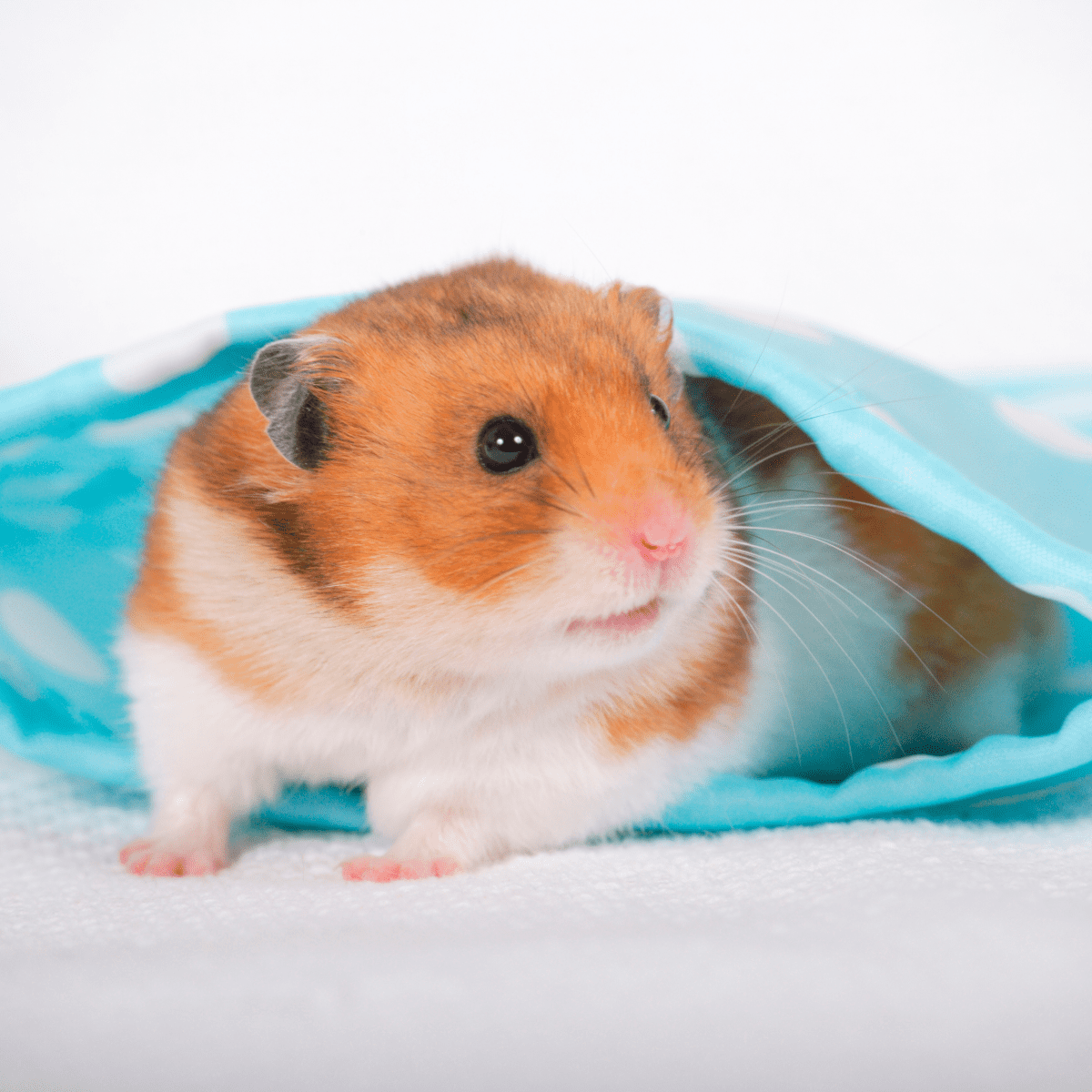 How to Travel With a Hamster PetHelpful