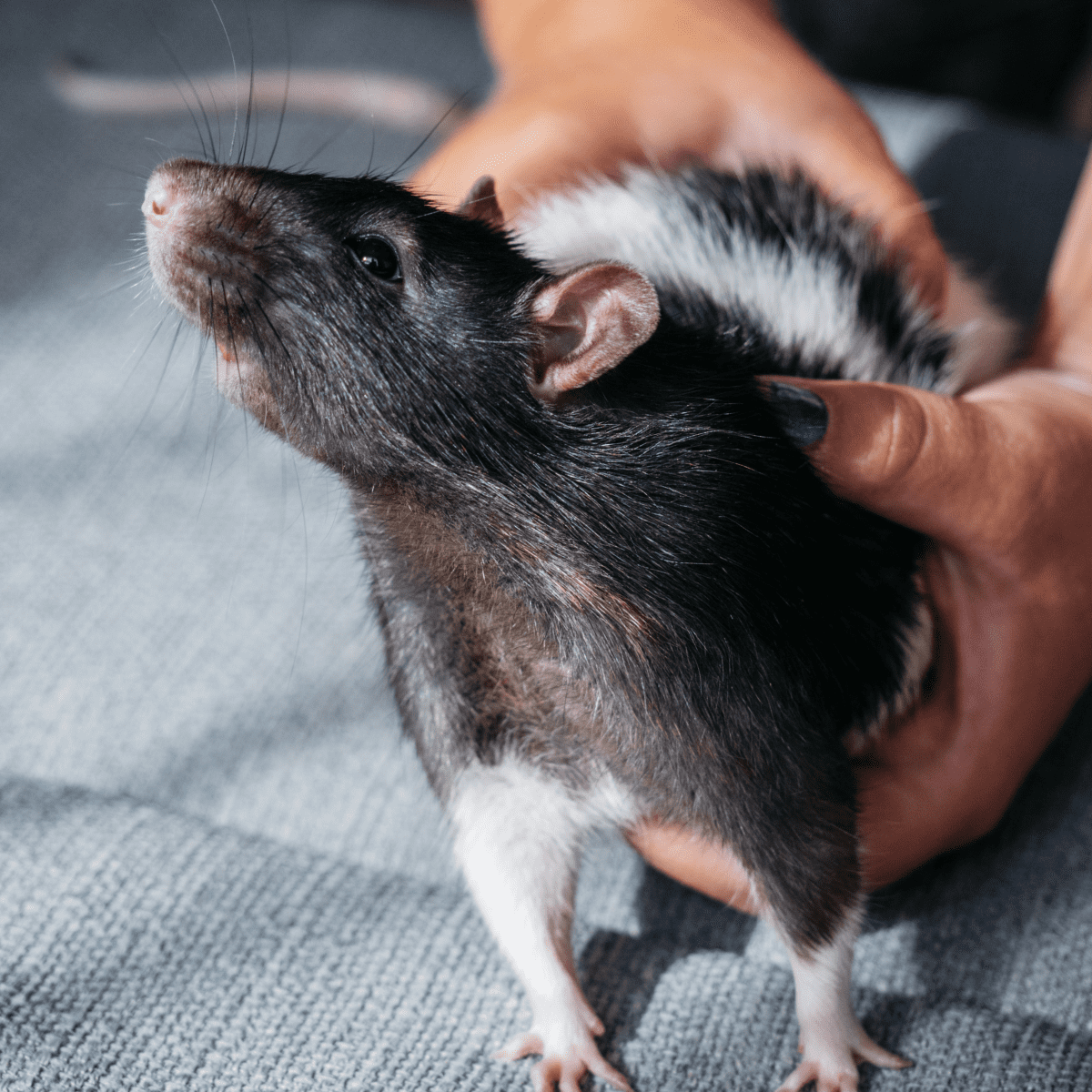 Why Rats Are the World s Smartest and Most Underrated Pets PetHelpful