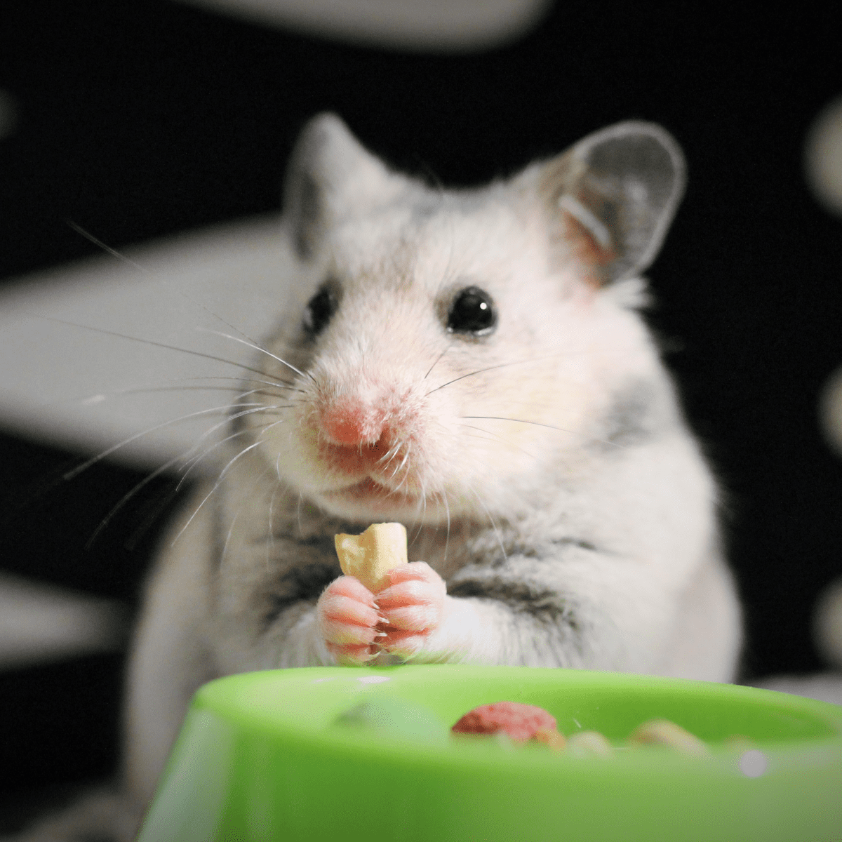 Vegetables dwarf hamsters can eat outlet