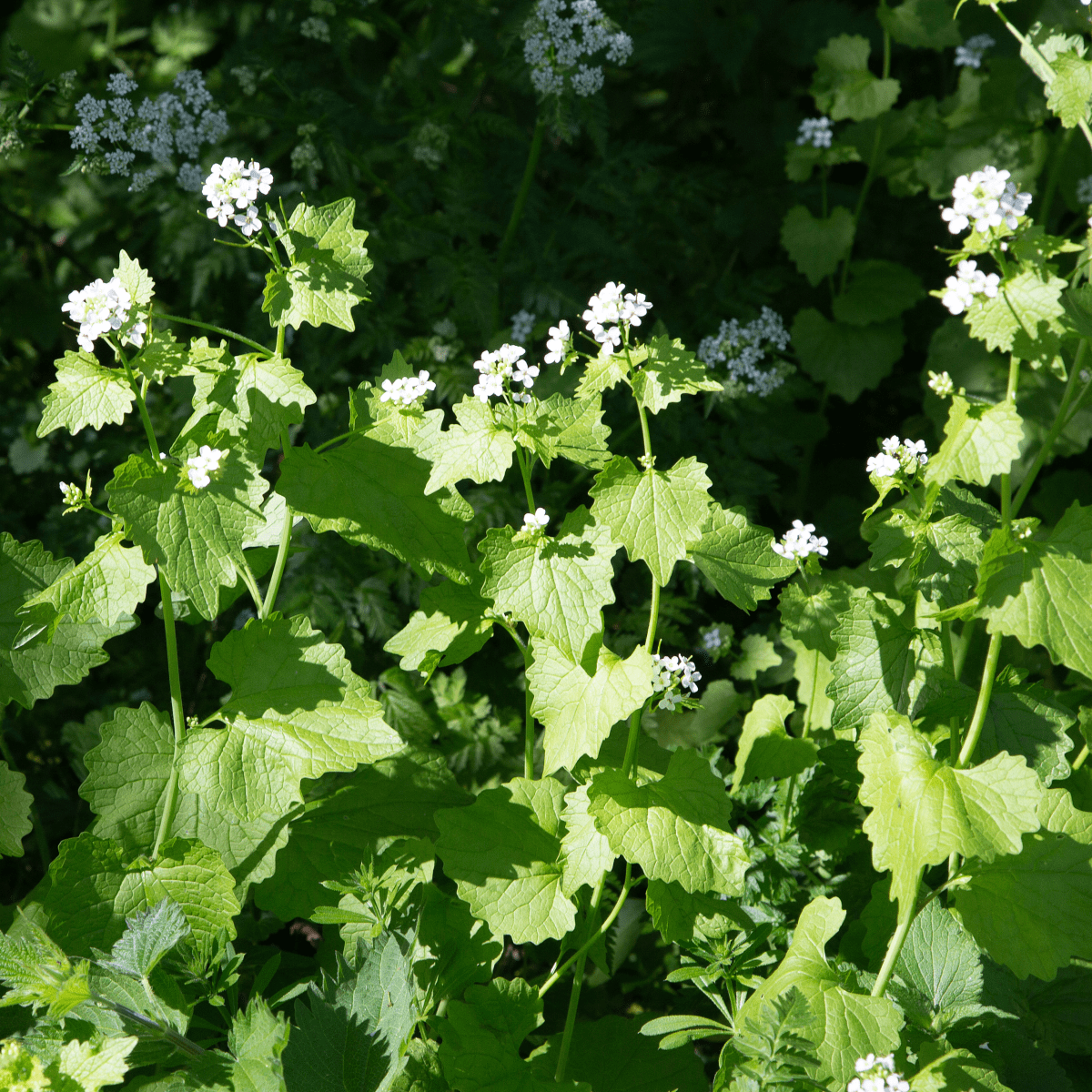 Is Garlic Mustard Toxic to Cats PetHelpful