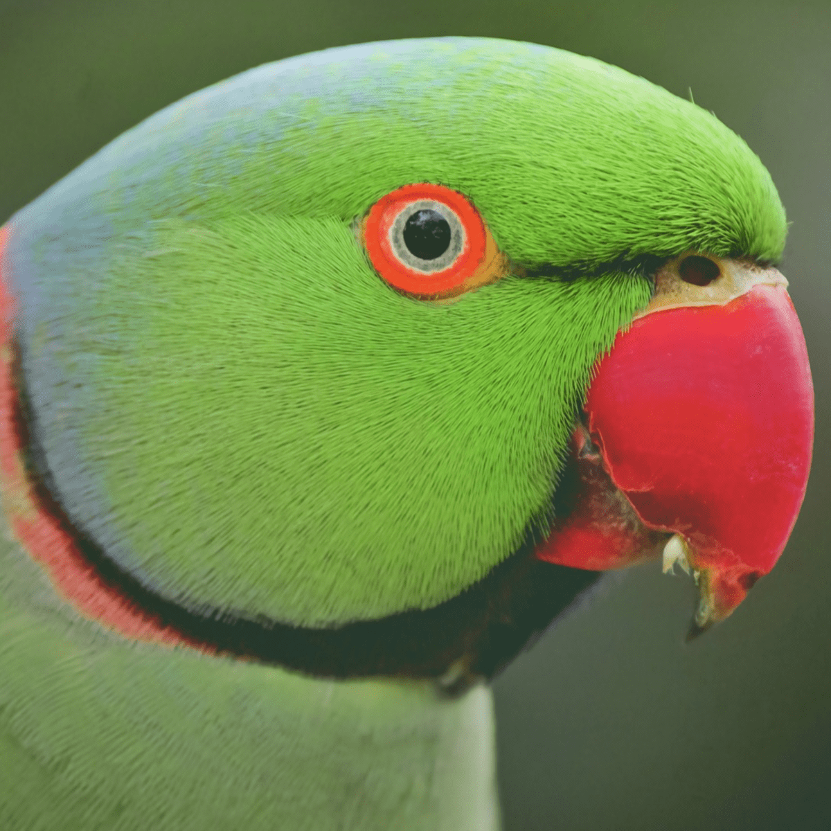 Indian ringneck toys best sale