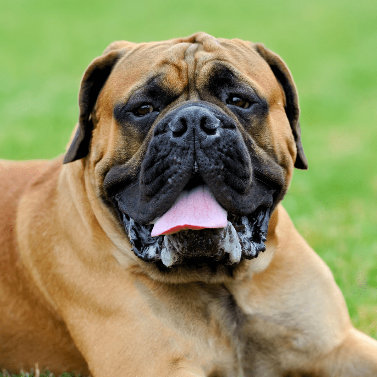 20 largest dog breeds best sale