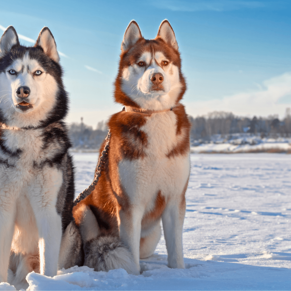 Top 25 Most Beautiful Dog Breeds With Pictures PetHelpful