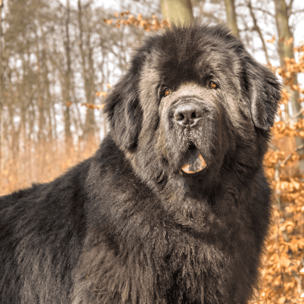 The Newfoundland Dog Breed A Comprehensive Guide PetHelpful