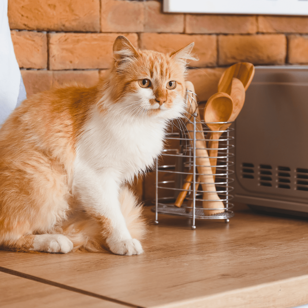 Keep cats off counters best sale