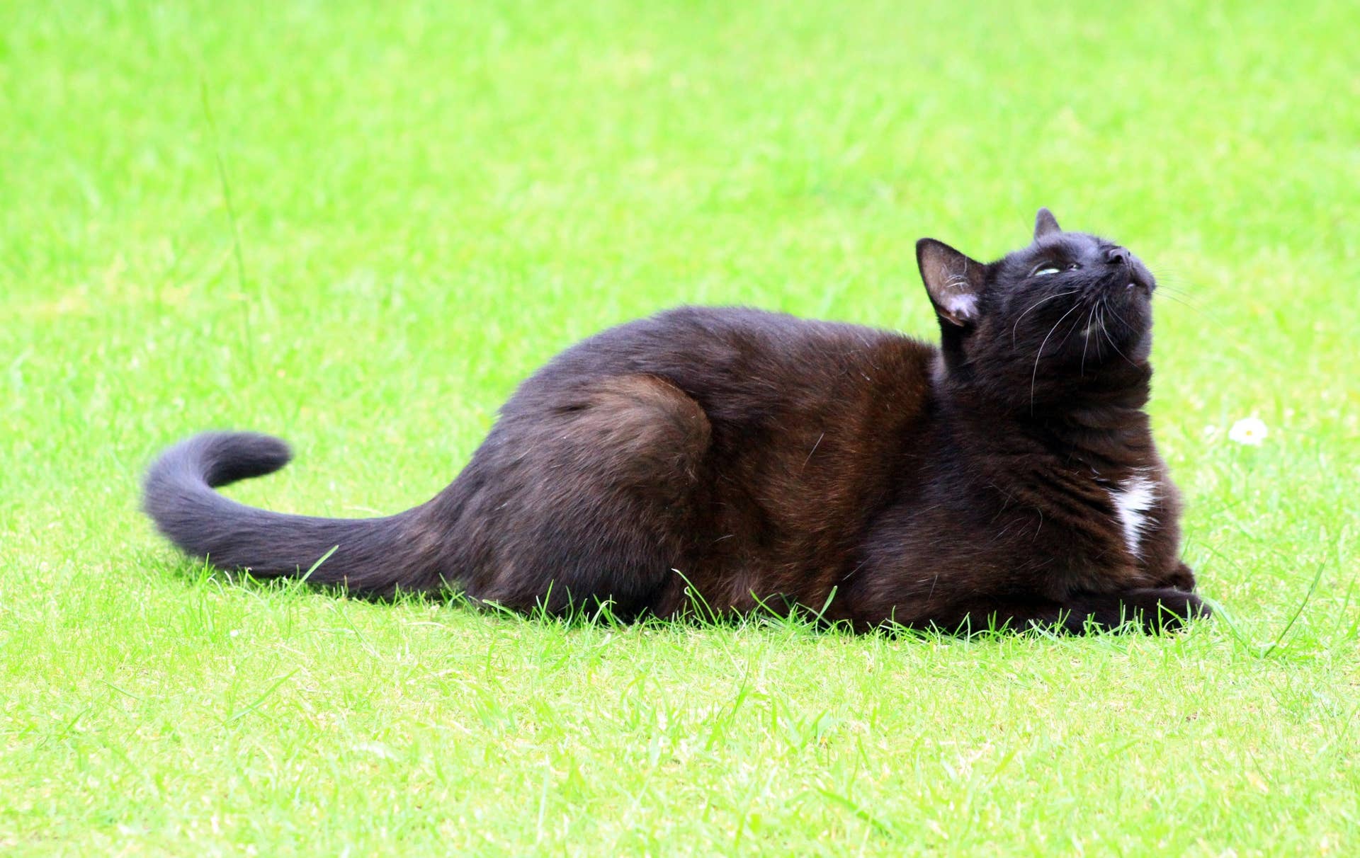 7+ Bicolor Pattern Variations in Cats (And Why They Occur) - PetHelpful